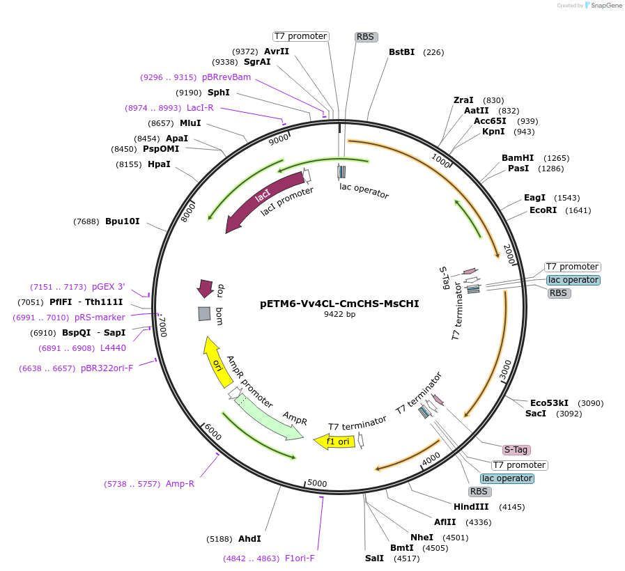 73402-plasmid-map-sequence-id-135144
