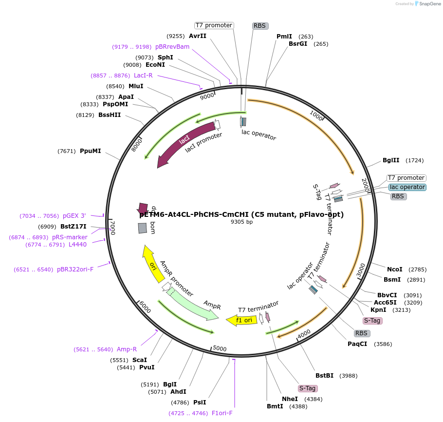 73404-plasmid-map-sequence-id-135146