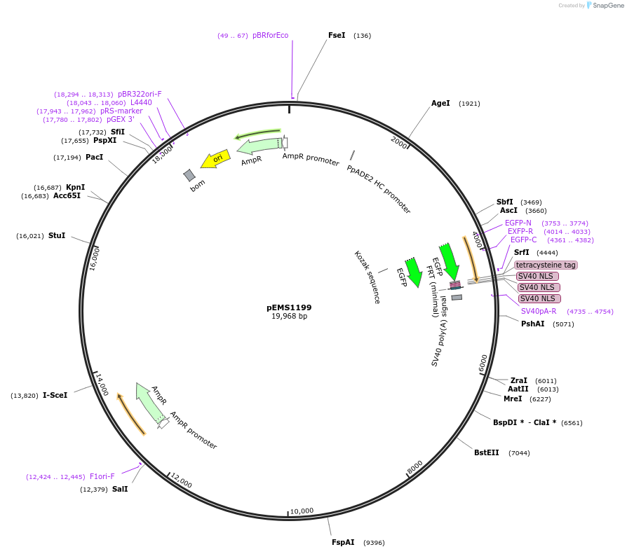 29100-plasmid-map-sequence-id-13515
