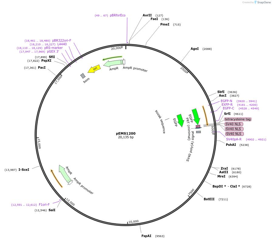 29101-plasmid-map-sequence-id-13516