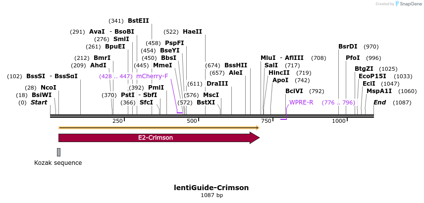 135171_map