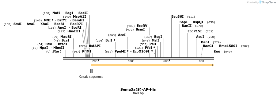 135173_map