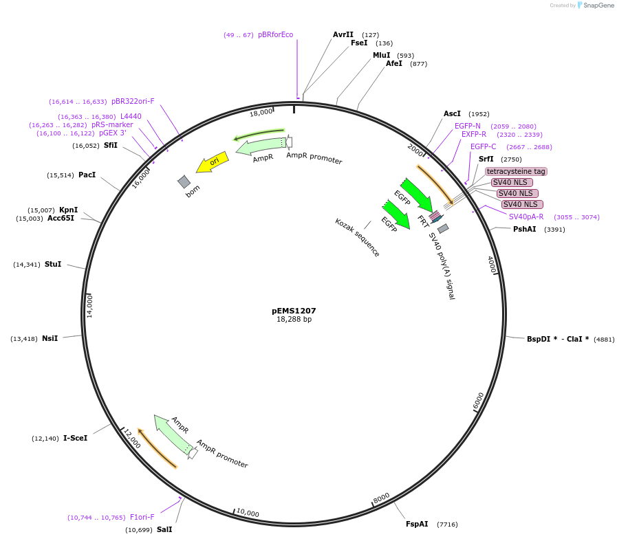 29104-plasmid-map-sequence-id-13519