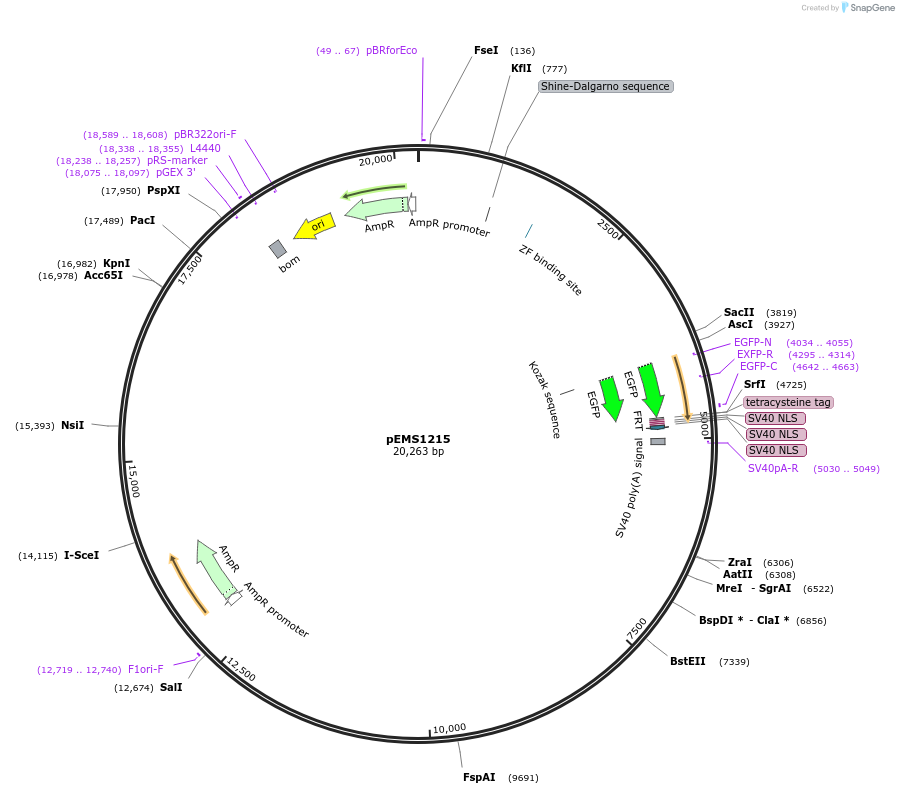29109-plasmid-map-sequence-id-13524