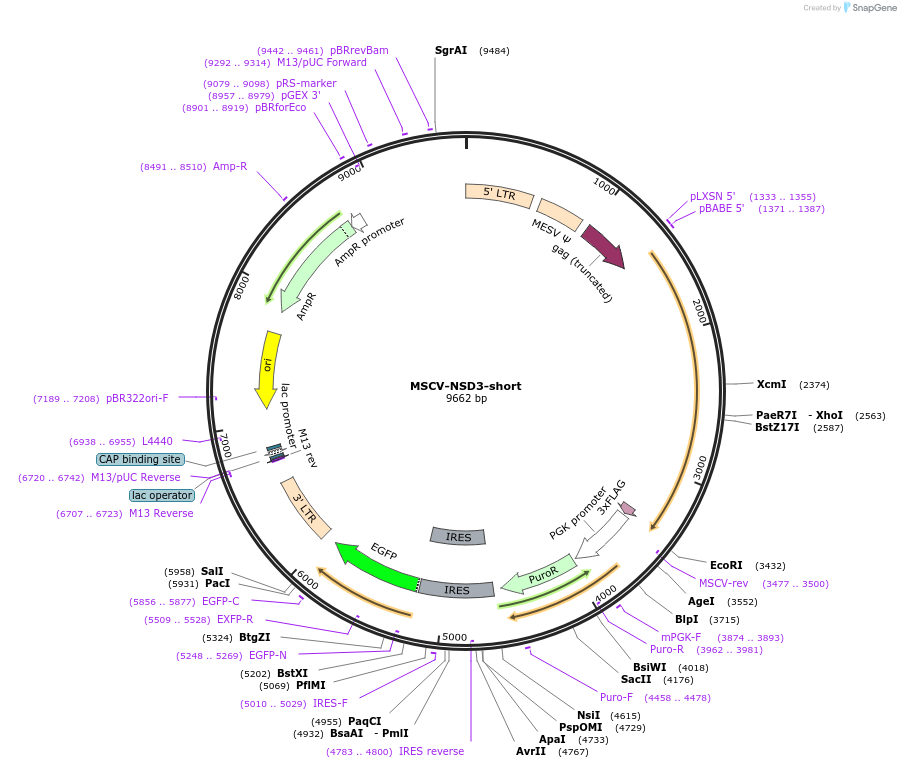 72552-plasmid-map-sequence-id-135275