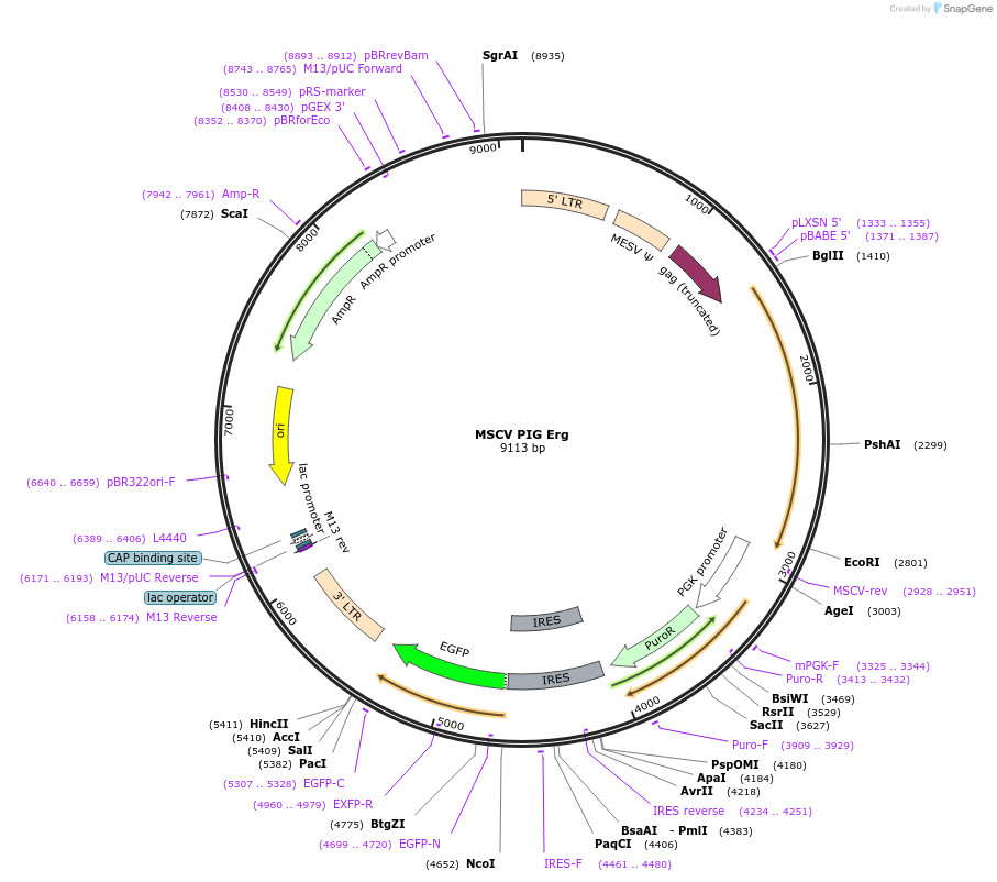 135291_map