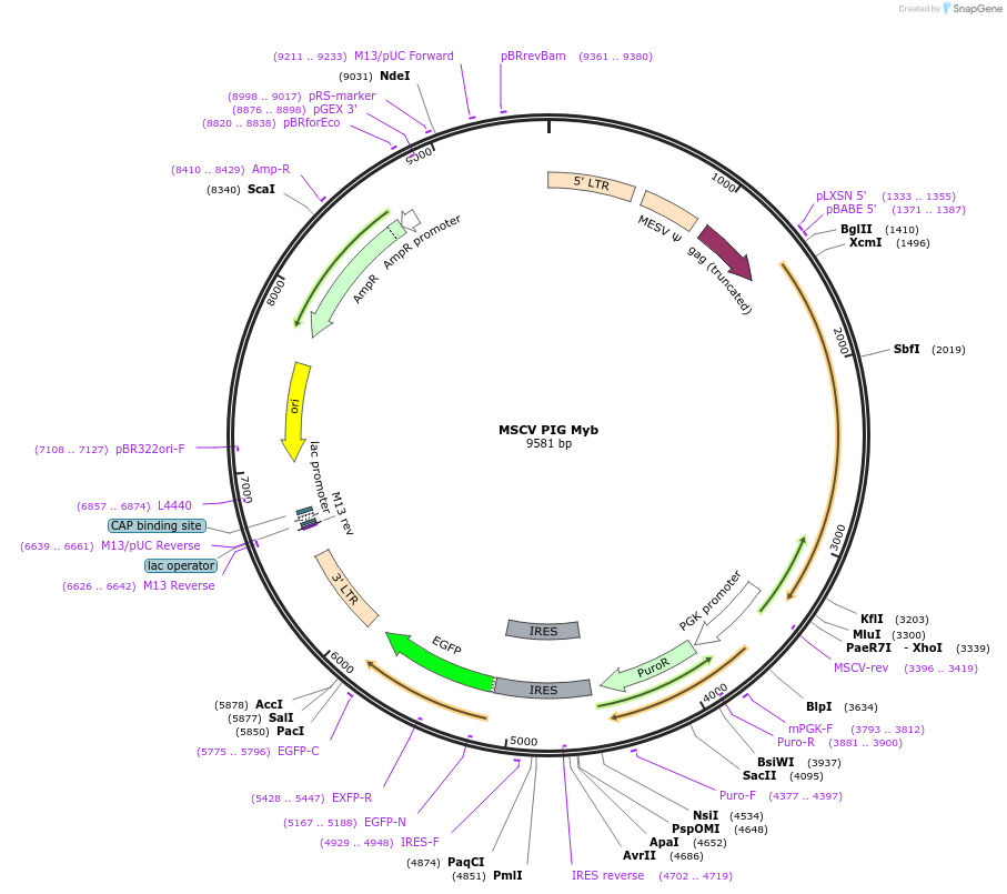 66988-plasmid-map-sequence-id-135293