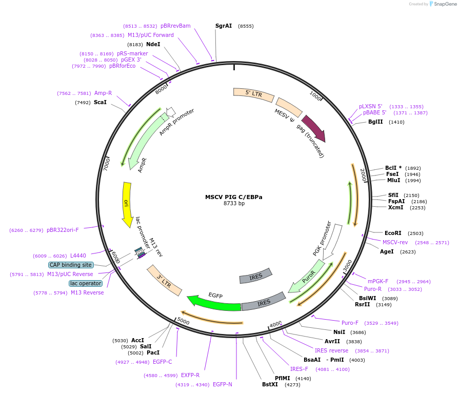 66985-plasmid-map-sequence-id-135294