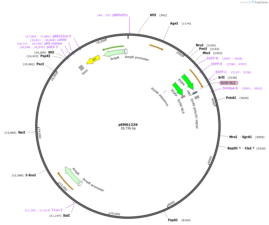 29115-plasmid-map-sequence-id-13530