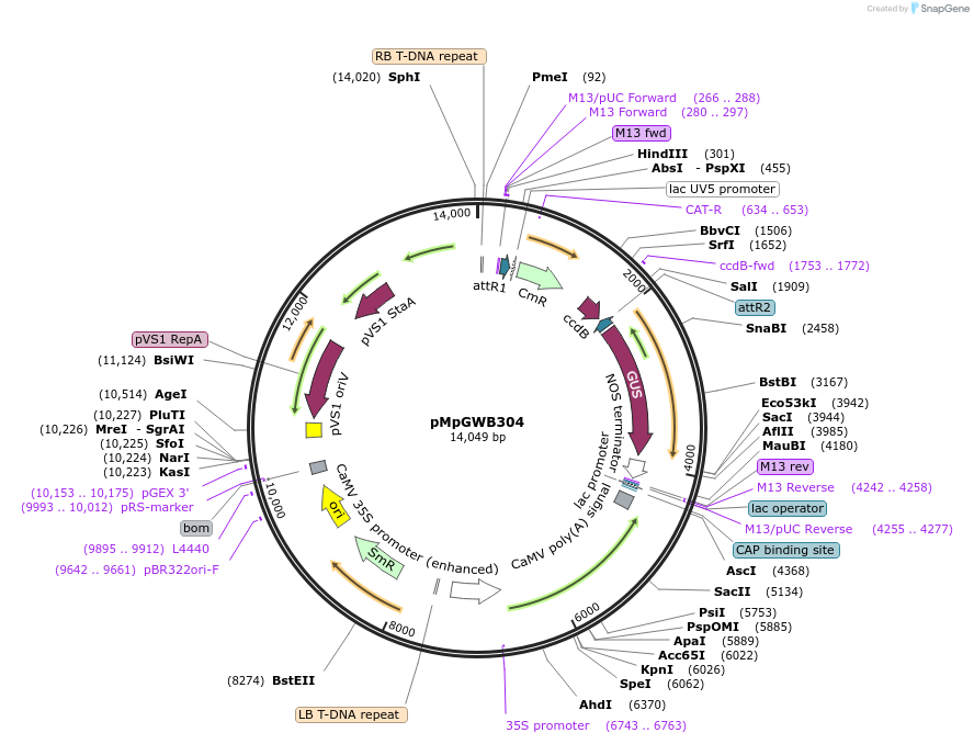 68632-plasmid-map-sequence-id-135303
