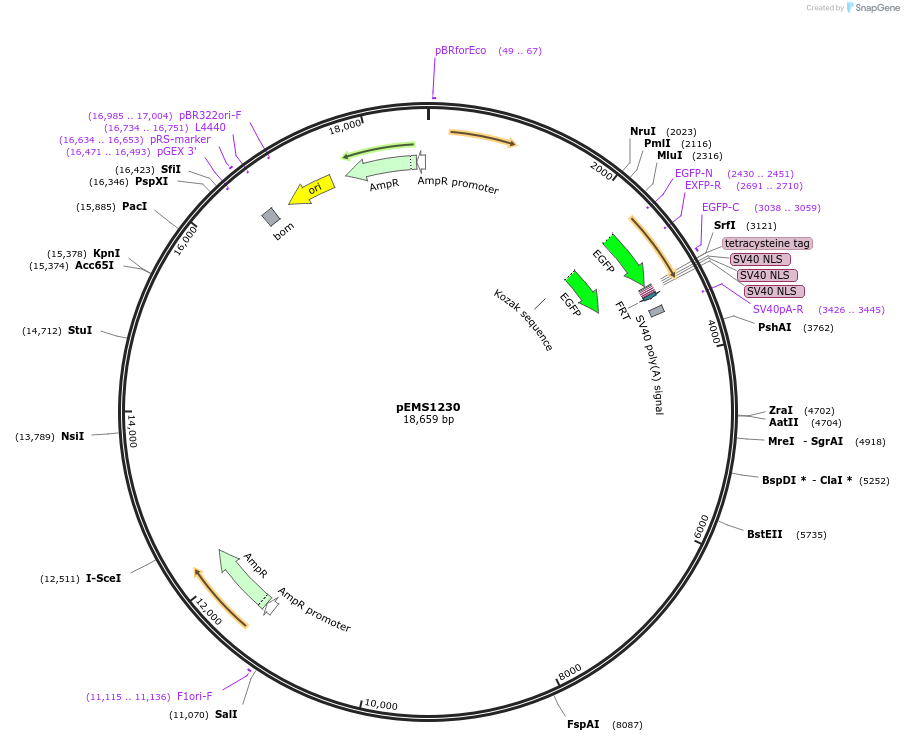 29116-plasmid-map-sequence-id-13531