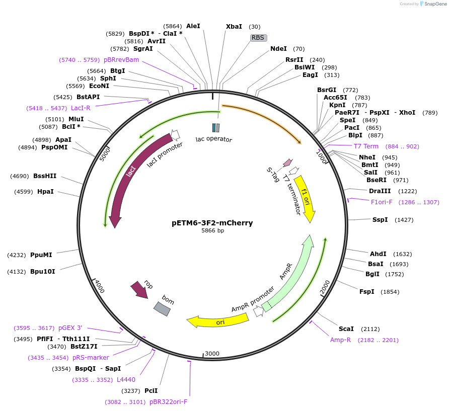 73418-plasmid-map-sequence-id-135318