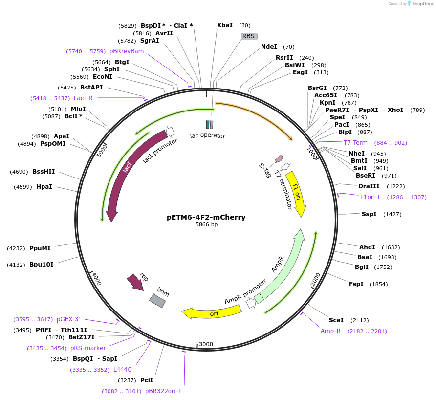 73421-plasmid-map-sequence-id-135321