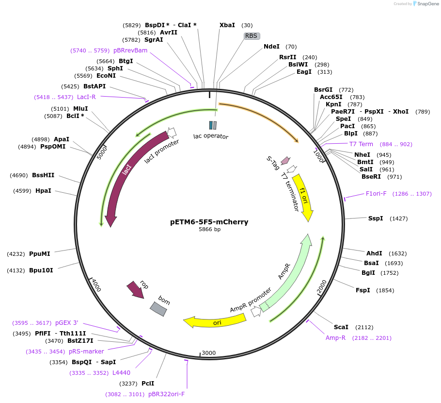 73422-plasmid-map-sequence-id-135322
