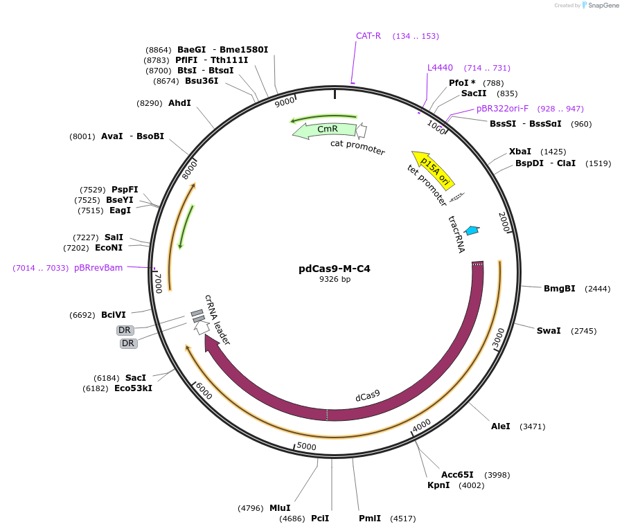 73427-plasmid-map-sequence-id-135327