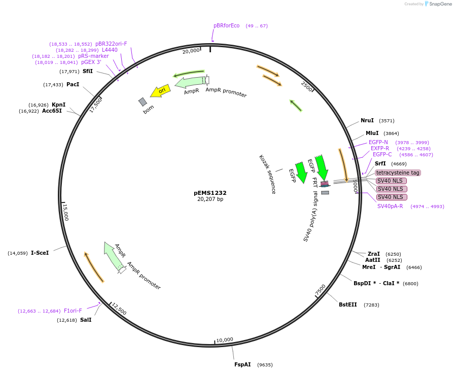 29118-plasmid-map-sequence-id-13533
