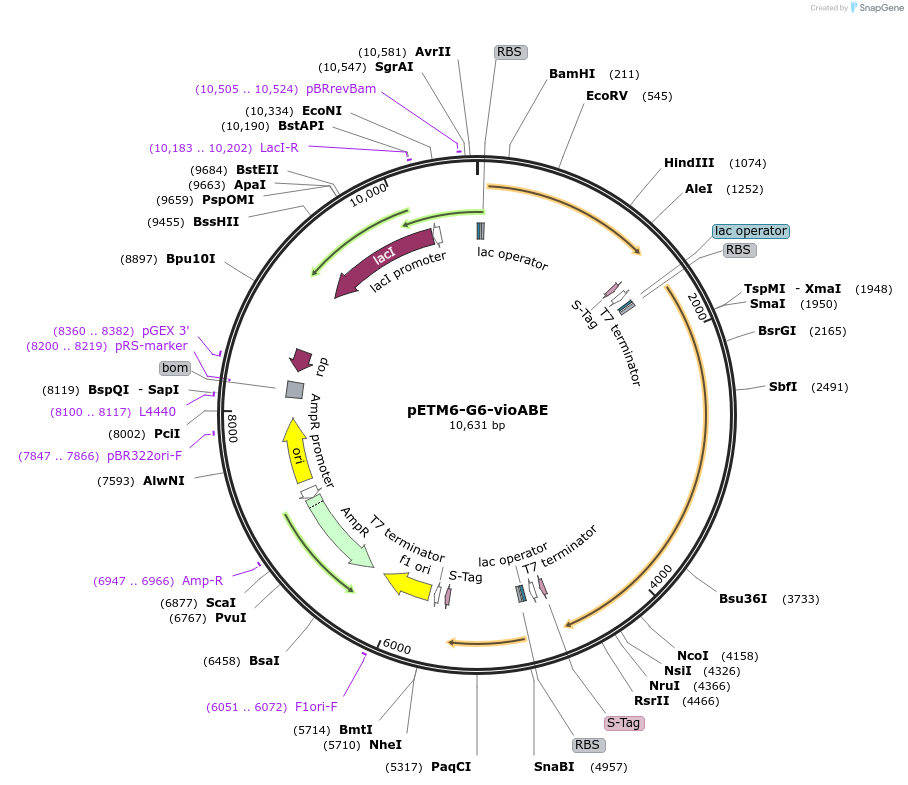 73438-plasmid-map-sequence-id-135337