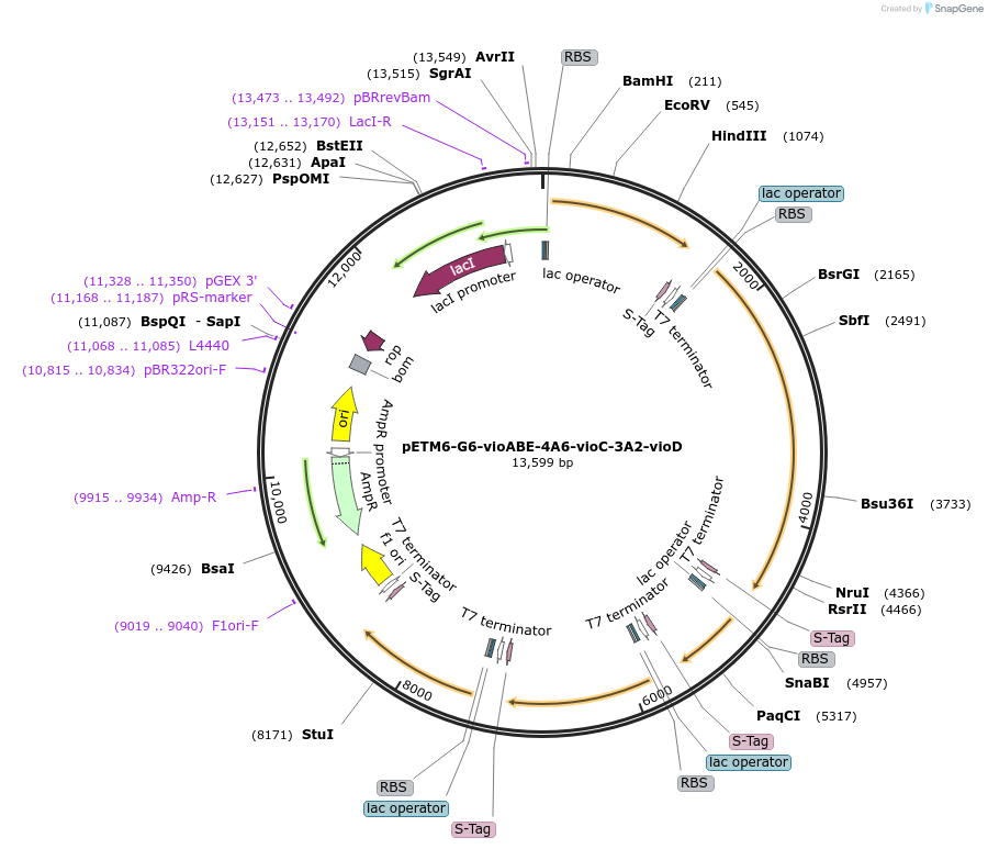 73440-plasmid-map-sequence-id-135339