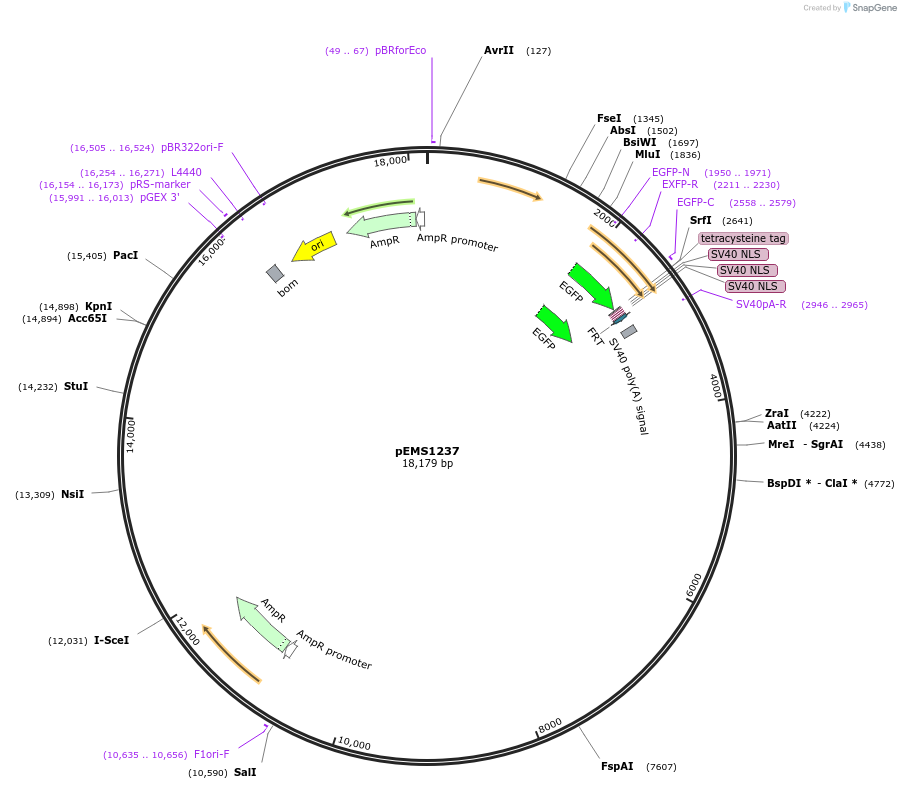 29119-plasmid-map-sequence-id-13534