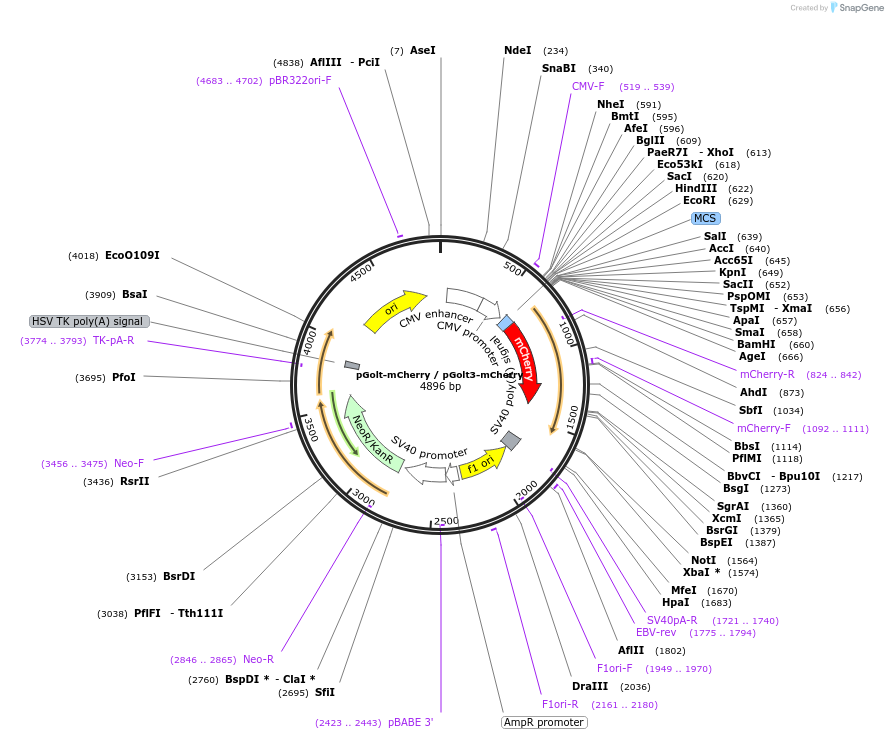 73297-plasmid-map-sequence-id-135341