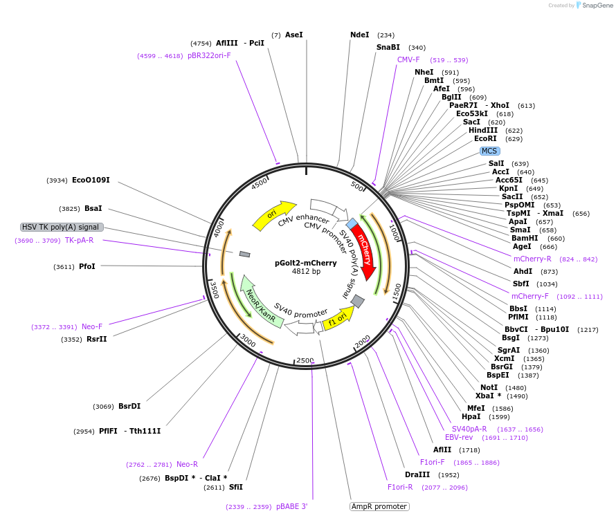 73358-plasmid-map-sequence-id-135342