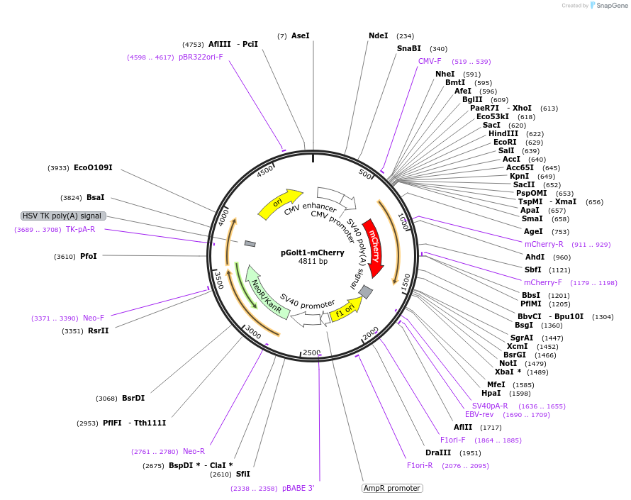 73361-plasmid-map-sequence-id-135343