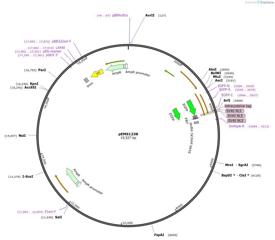 29120-plasmid-map-sequence-id-13535