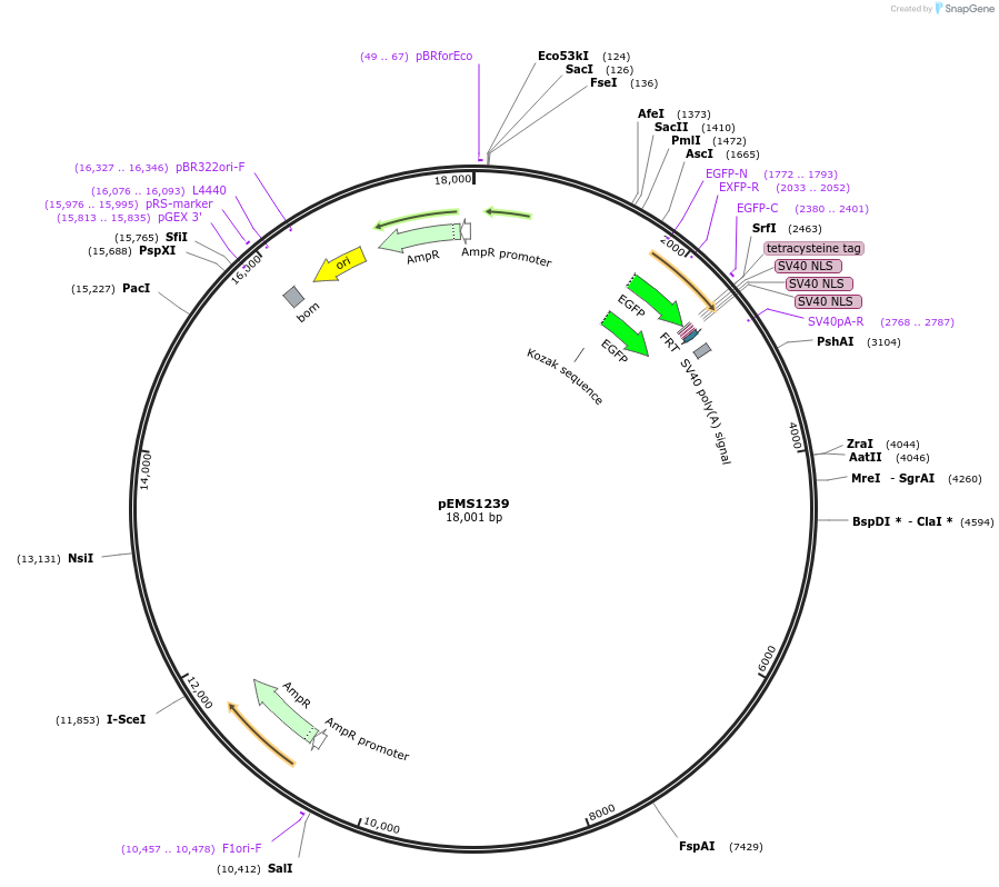 29121-plasmid-map-sequence-id-13536