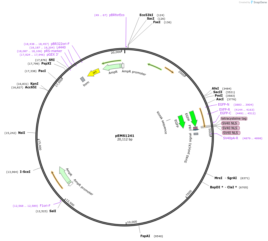 29123-plasmid-map-sequence-id-13538