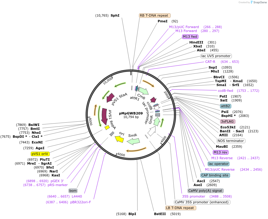 68600-plasmid-map-sequence-id-135383