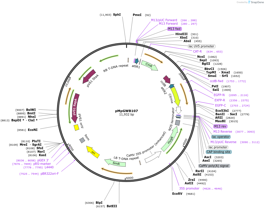 68561-plasmid-map-sequence-id-135385