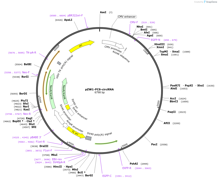 73449-plasmid-map-sequence-id-135398