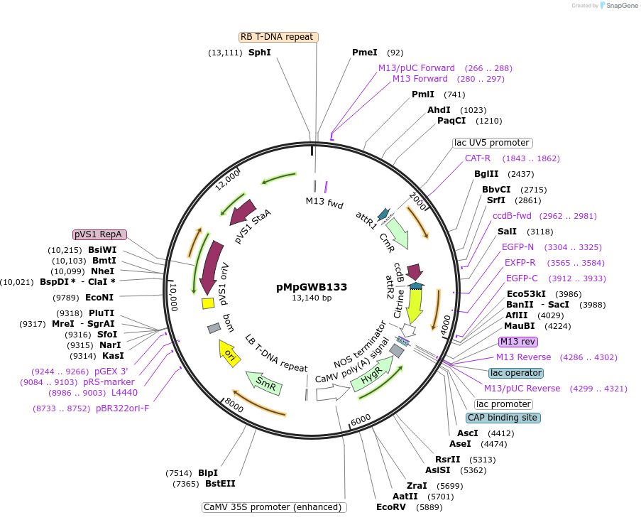 68587-plasmid-map-sequence-id-135400
