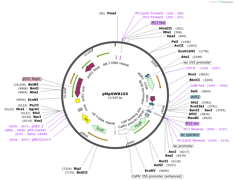 68557-plasmid-map-sequence-id-135405