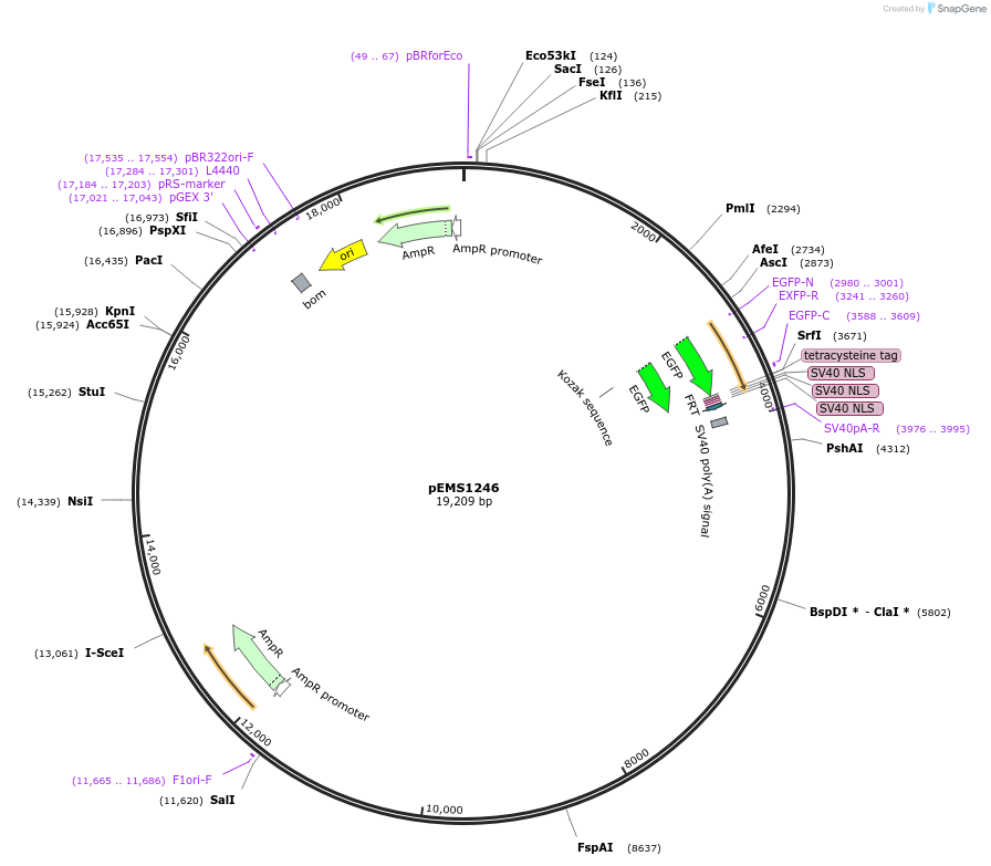 29127-plasmid-map-sequence-id-13542