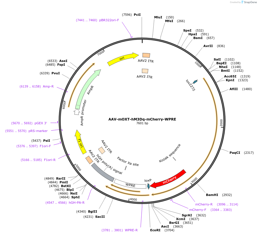 70717-plasmid-map-sequence-id-135428