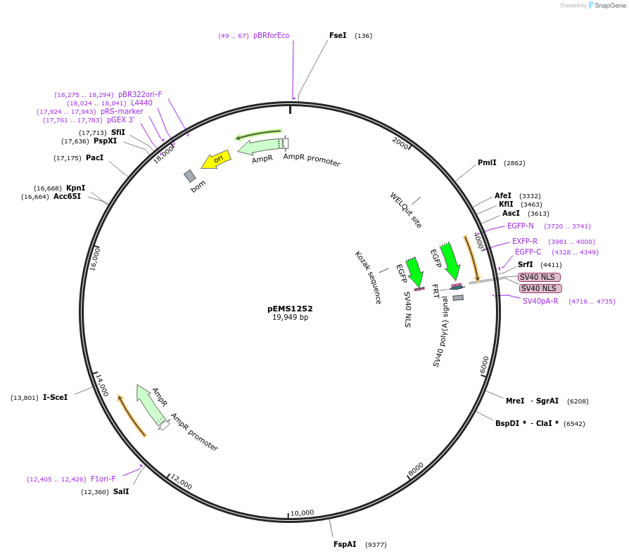 29128-plasmid-map-sequence-id-13543