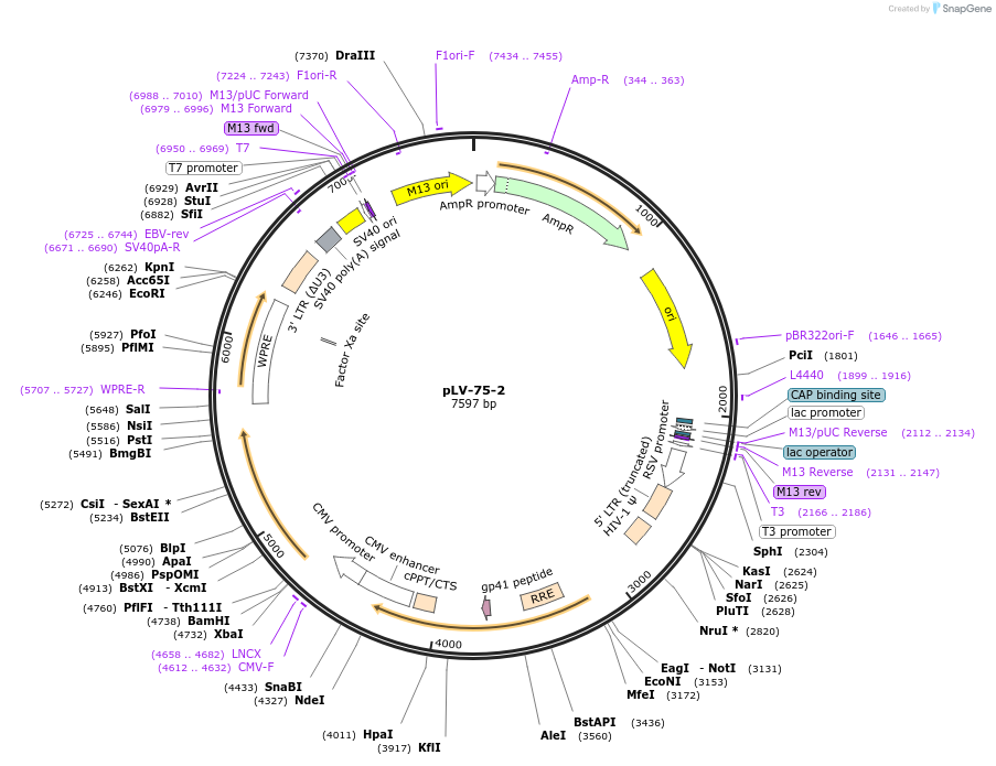 73036-plasmid-map-sequence-id-135443