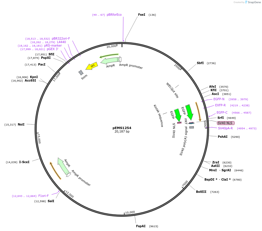 29130-plasmid-map-sequence-id-13545