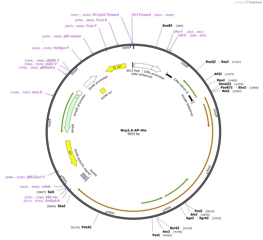 71975-plasmid-map-sequence-id-135464