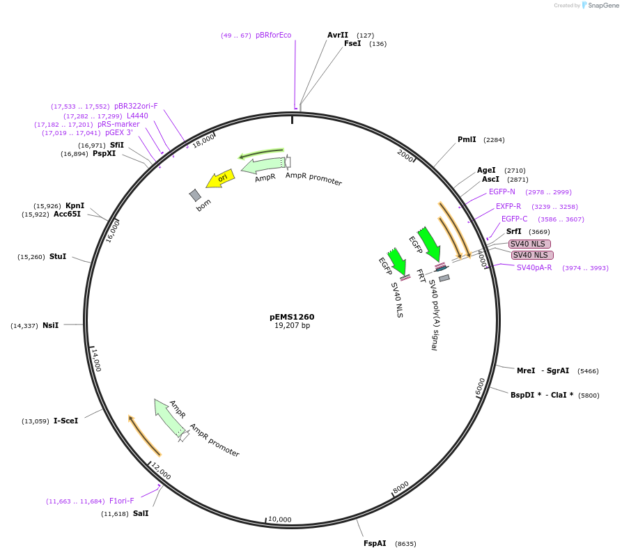 29132-plasmid-map-sequence-id-13547