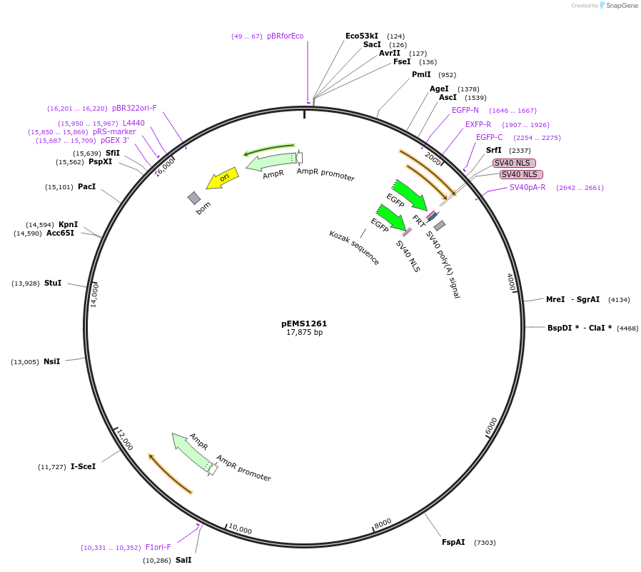 29133-plasmid-map-sequence-id-13548