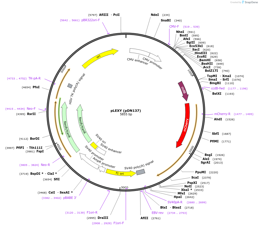 72656-plasmid-map-sequence-id-135493