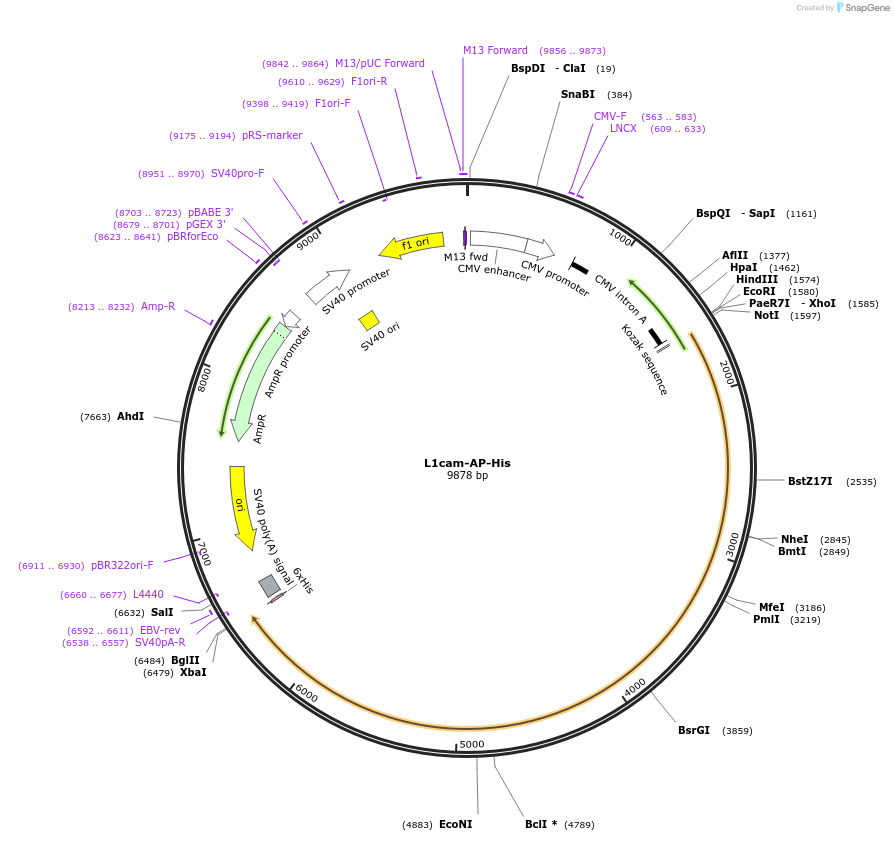 135517_map
