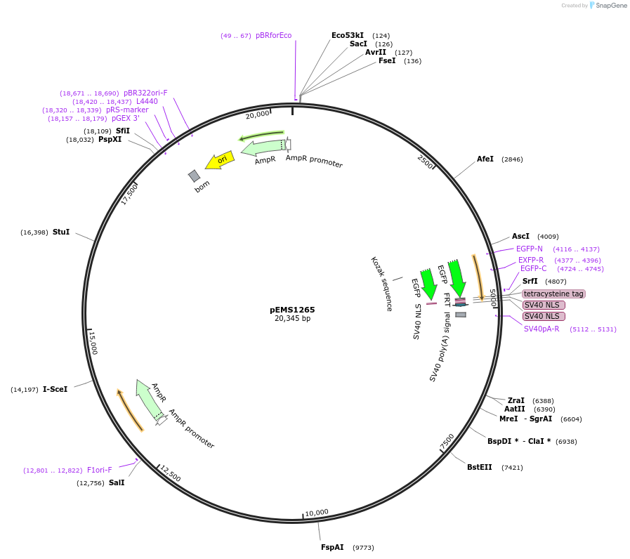 29137-plasmid-map-sequence-id-13552