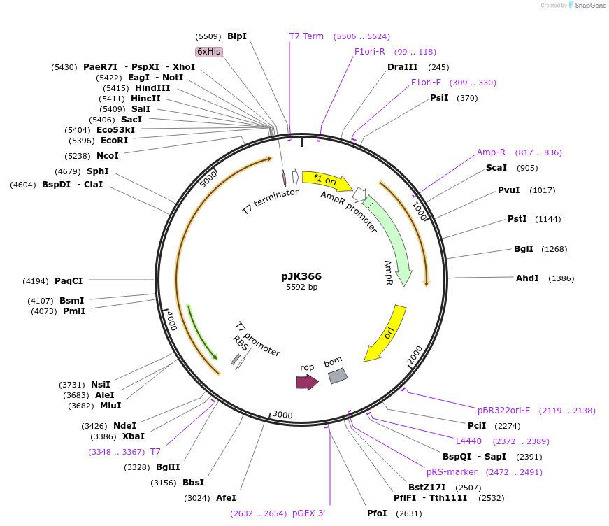 72405-plasmid-map-sequence-id-135520