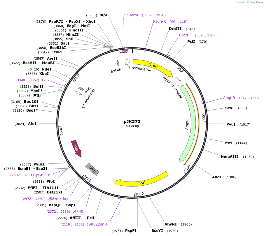 72408-plasmid-map-sequence-id-135523