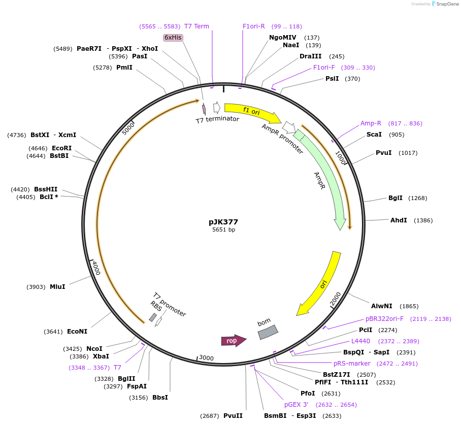 72411-plasmid-map-sequence-id-135530
