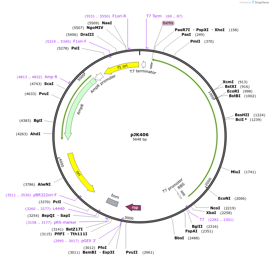72420-plasmid-map-sequence-id-135533