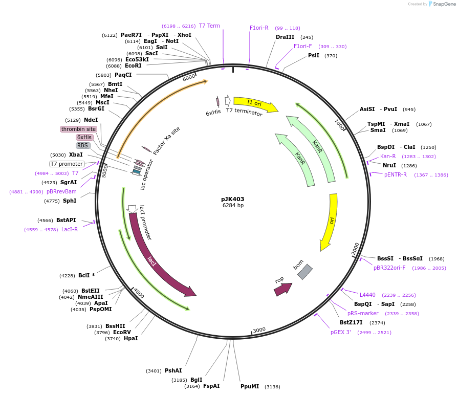 72416-plasmid-map-sequence-id-135537